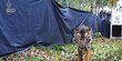 Harimau Pemangsa Remaja di Siak Akhirnya Dilepasliarkan