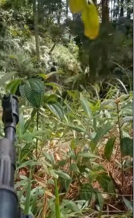 begini momen tni polri patroli di hutan papua suara dalam video curi perhatian