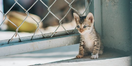 Viral Aksi Pengamen di Depok Kembalikan Kucing Curian, Ternyata Ini Alasannya