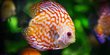 6 Jenis Ikan Discus Tercantik dan Cara Merawatnya