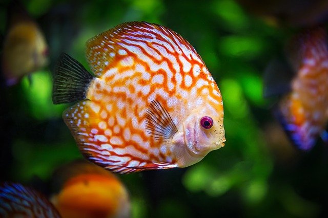 Ciri Ciri Ikan Discus Stres Jenis Ikan Discus Dengan Warna Yang Sangat ...