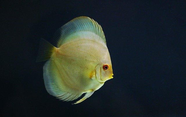 ikan discus