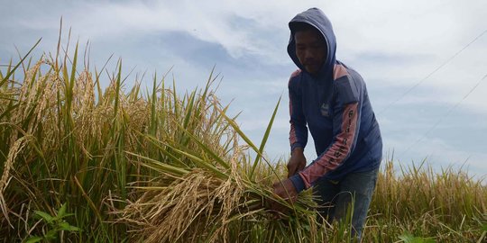 Upaya Tingkatkan Kemampuan Petani Milenial Daerah Lewat Bootcamp Young Ambassador