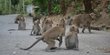 Kawanan Monyet di Gunungkidul Serang Kebun Kacang Warga, Ini Penampakannya