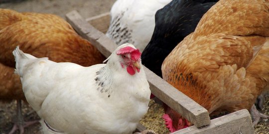 Belgia Laporkan Wabah Flu Burung di Peternakan, 193 Burung Mati