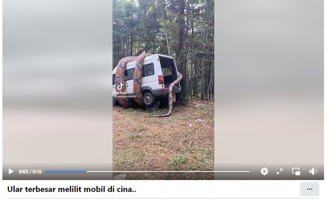 video ular raksasa melilit mobil van putih