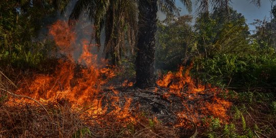 Kebakaran Lahan Gambut di Kampar, 1 Hektare Kebun Sawit Hangus