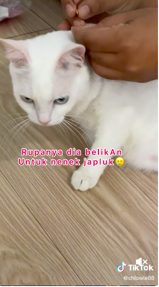 pakaikan kalung seharga rp14 juta pada kucing aksi pria ini curi perhatian