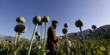 Taliban Afghanistan Larang Budi Daya Opium dan Barang Narkotika Lainnya