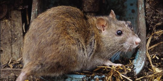 Tikus Kerap Jadi Hewan Percobaan, Ternyata Ini Faktanya