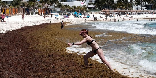 Tumpukan Ganggang Cemari Pantai di Meksiko Tumpukan Ganggang Cemari Pantai di Meksiko
