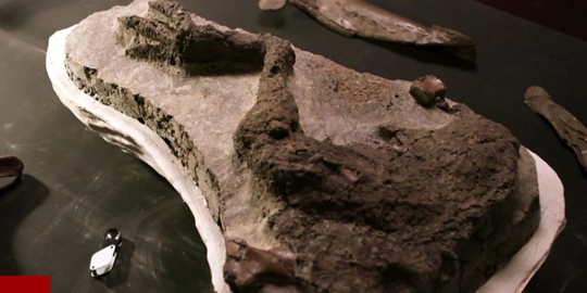 Ilmuwan Temukan Fosil Dinosaurus yang Terbukti Mati karena Asteorid Jatuh ke Bumi