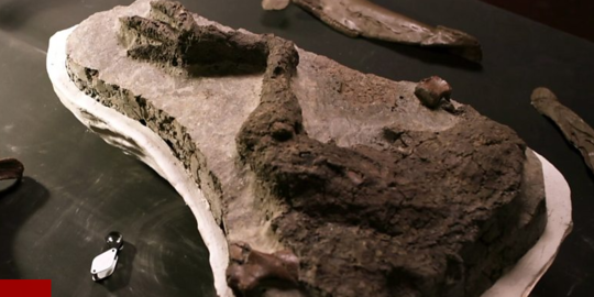 Scientists Find Dinosaur Fossils That Proved Dead Due to Asteroids Falling to Earth