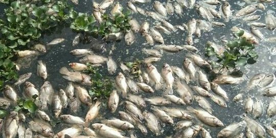 Misteri Ribuan Ikan Mati Mendadak di Sungai Serayu, Ini 3 Faktanya