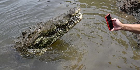 Geliat Wisata Buaya di Sungai Tarcoles