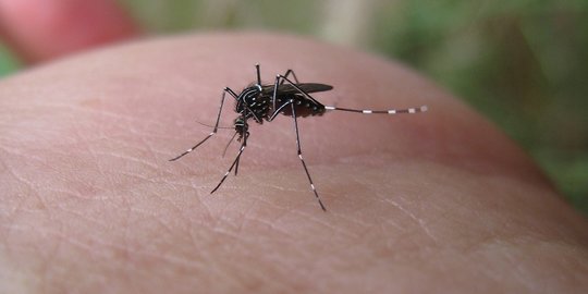 Virus Zika adalah Penyakit yang Ditularkan Melalui Gigitan Nyamuk, Kenali Gejalanya