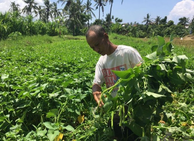 guru mengaji di bali tak mau dibayar lebih pilih makan nasi aking