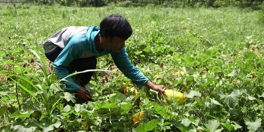 Berani Berubah: Omzet Besar dari Bertani Timun Suri