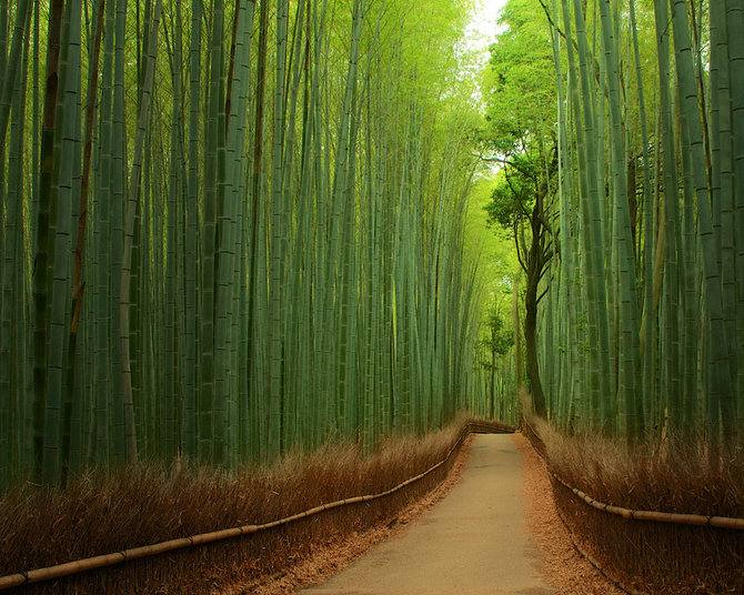 hutan bambu sagano