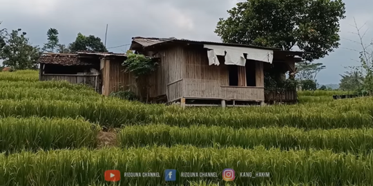 Kisah Rumah Mirip Gubuk di Tengah Sawah Majalengka, Dalamnya Ternyata di Luar Dugaan