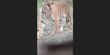 Teror Harimau Datangi Pondok Sawit Terekam Kamera, Warga Takut dan Menjerit Histeris