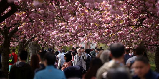 Melihat Pohon Bunga Sakura Bermekaran di London