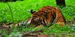 Harimau Muncul di Kebun dan Halaman Rumah, Warga Bengkalis Ketakutan