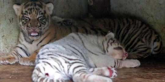 Sebab Belum Diketahui, Ini 5 Fakta Penyerangan Harimau di Kebun Binatang Banjarnegara