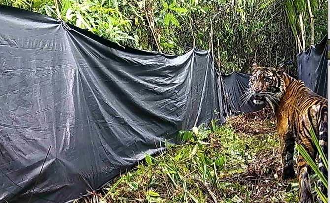 harimau pemangsa remaja di siak