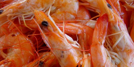 Memiliki Jenis yang Beragam, Inilah Berbagai Manfaat Udang