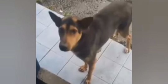 Viral Video Anjing Datangi Pria saat Hujan, Ternyata Minta Pertolongan Ini