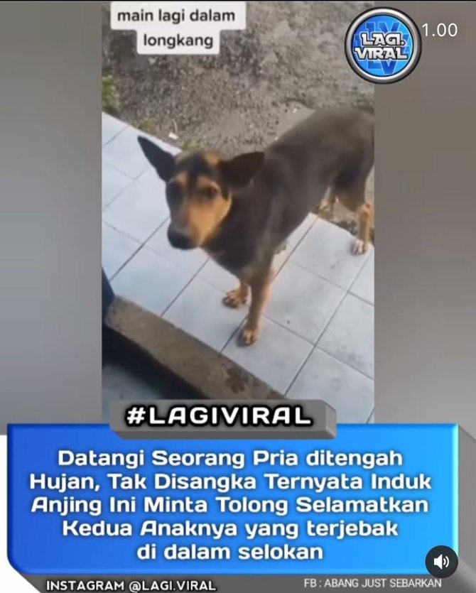 anjing minta tolong