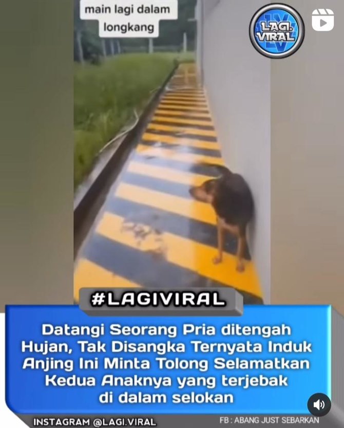 anjing minta tolong