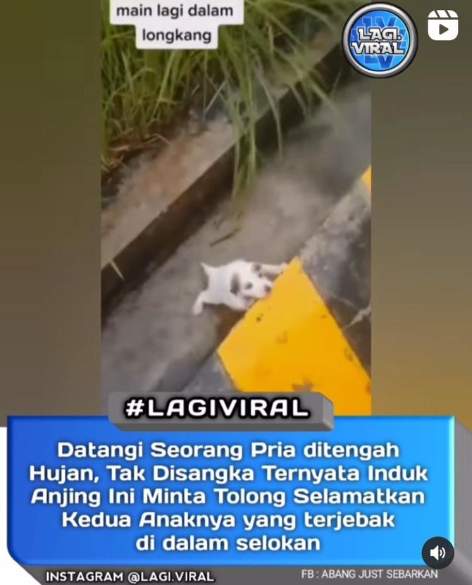 anjing minta tolong