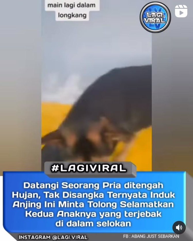 anjing minta tolong