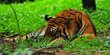 Habitat Terganggu Buat Harimau di Riau Berkeliaran di Pemukiman dan Makan Warga