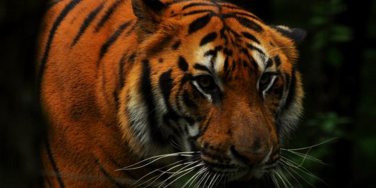 Harimau Teror Permukiman di Bengkalis, Warga Desa Dievakuasi