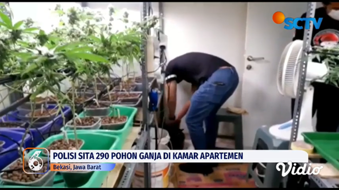 penggerebekkan quotkebunquot ganja di apartemen