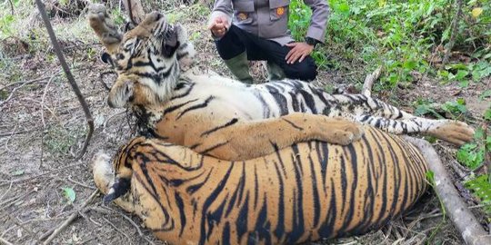 Tiga Harimau Sumatera Mati Usai Terjerat Kawat Baja