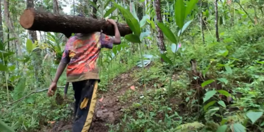 Bocah Putus Sekolah Jadi Kuli Panggul Kayu Demi Bantu Ekonomi Orangtua