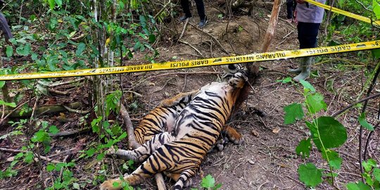 Penemuan Bangkai Harimau Sumatera Terjerat di Aceh