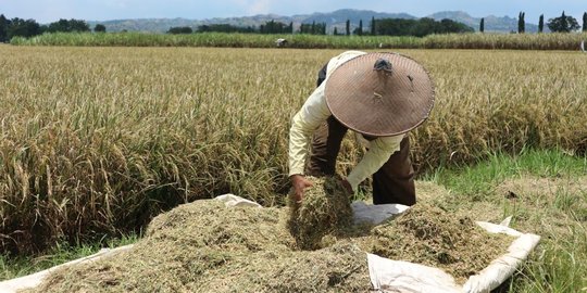 Kementerian BUMN dan Pertanian Kolaborasi Benahi Bibit Pertanian