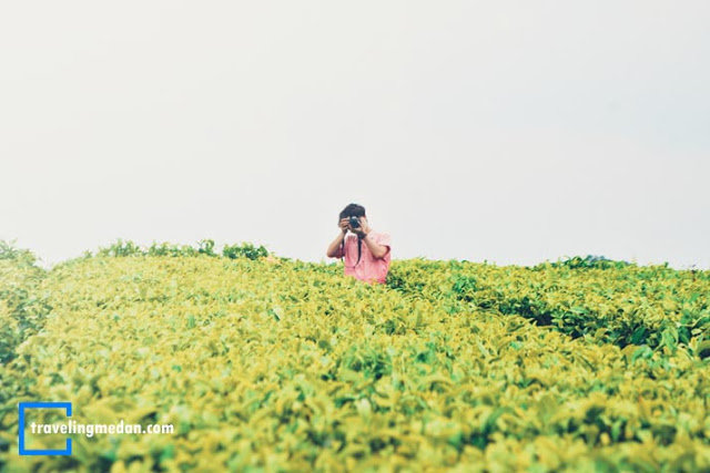 sejuk dan asri intip pesona objek wisata kebun teh sidamanik