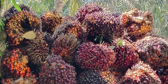 Jerit Petani saat Kelapa Sawit Dibeli Murah oleh Perusahaan