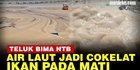 VIDEO: Air di Teluk Bima Berubah Coklat, Diduga Tercemar Limbah
