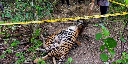 2 Orang Jadi Tersangka Kematian 3 Harimau Sumatera di Aceh Timur