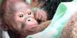 Jual Orangutan ke Polisi, Lima Pemuda Binjai Masuk Bui