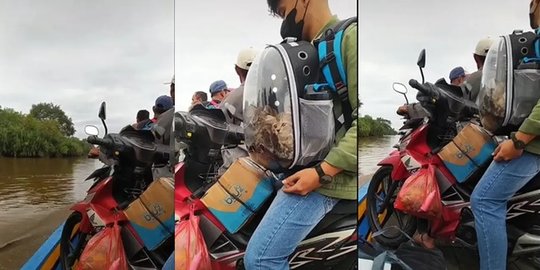 3 Kucing Ini Dibawa Sang Pemilik Mudik Naik Perahu Sebrangi Sungai, Ada yang Mabuk