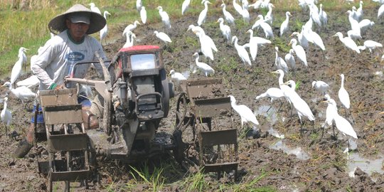 Membajak Sawah Ditemani Ratusan Burung Kuntul