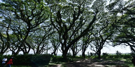 Heboh Film KKN di Desa Penari, Ini 5 Wisata Mistis Banyuwangi yang Diduga Lokasi Asli